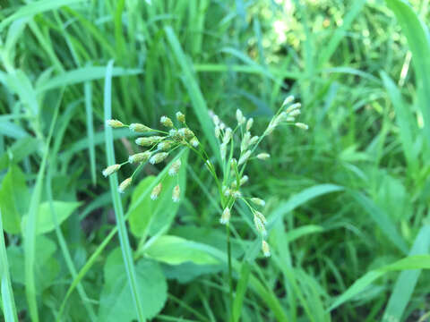 Image of rufous bulrush