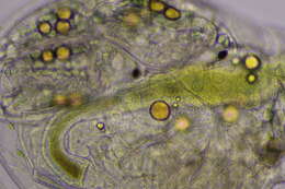 Image of Daphnia (Daphnia) parvula Fordyce 1901