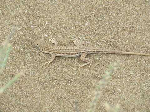 Plancia ëd Acanthodactylus blanfordii Boulenger 1918