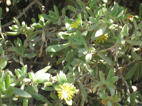 Imagem de Delosperma rogersii (Schoenl. & Berger) L. Bol.