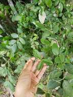 Image of Florida hammock milkpea