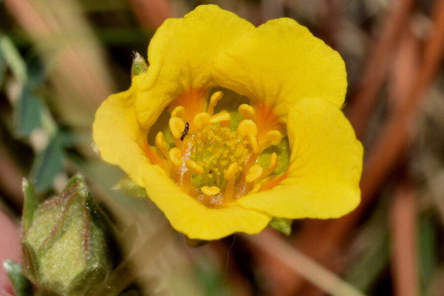 Image of Potentilla candicans Humb. & Bonpl. ex Schltdl.