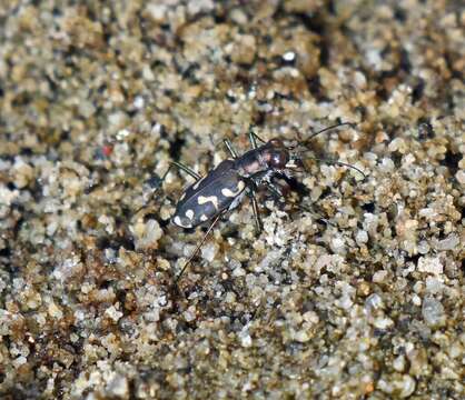 Image of Cicindela (Cicindelidia) carthagena Dejean 1831