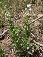 Hackelia californica (A. Gray) I. M. Johnst. resmi