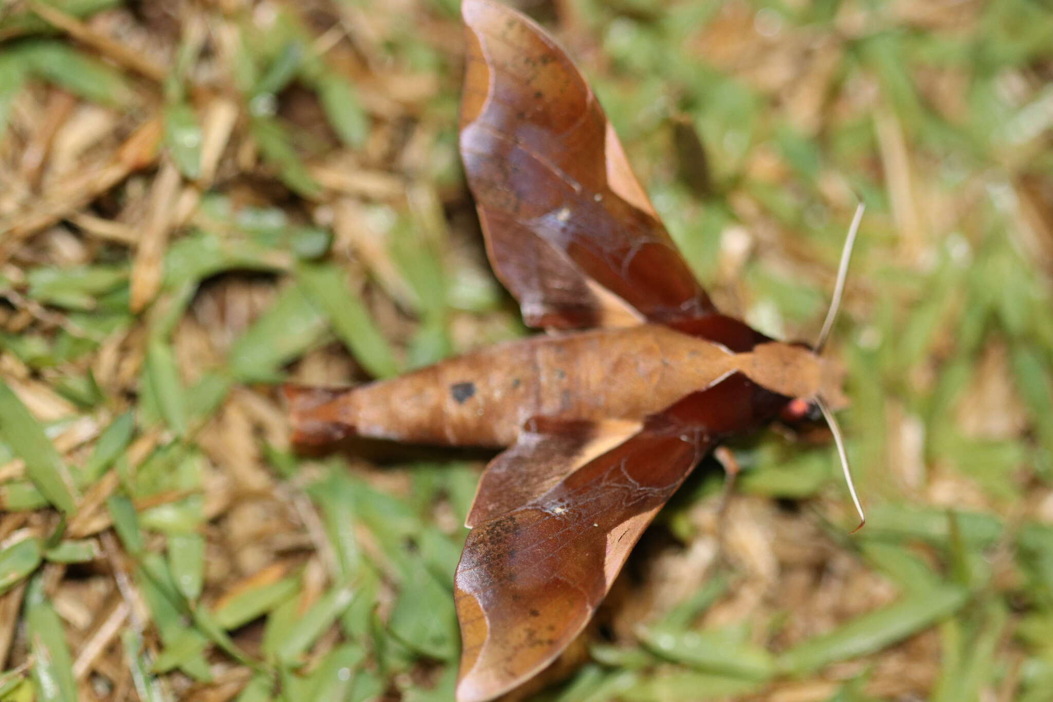 Image of Callionima nomius (Walker 1856)