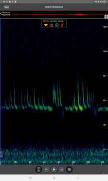 Image of soprano pipistrelle, pygmy pipistrelle