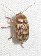 Image of Cryptocephalus atrofasciatus Jacoby 1880