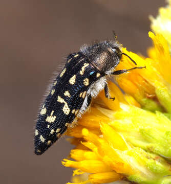 Image of Acmaeodera bacchariphaga Westcott & Verity 1977