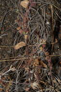 Image of Mariposa phacelia