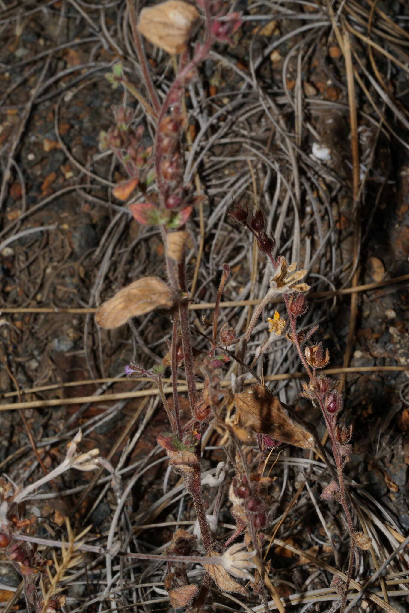 Image of Mariposa phacelia