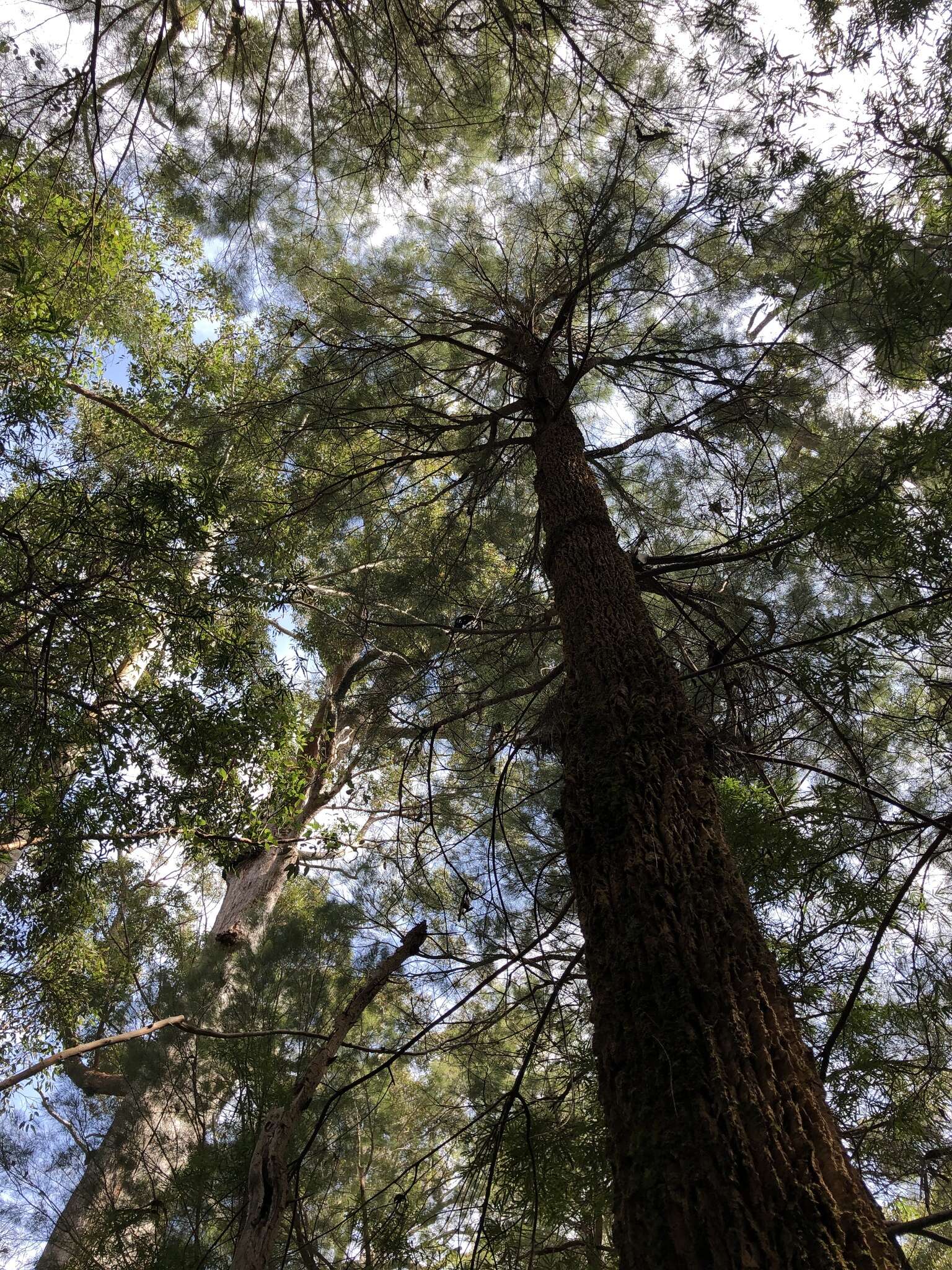 Image of Allocasuarina decussata (Benth.) L. A. S. Johnson