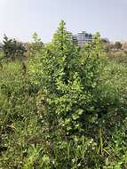 Image of White berry bush