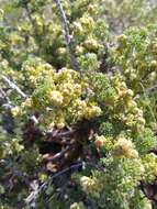 Image of bud sagebrush