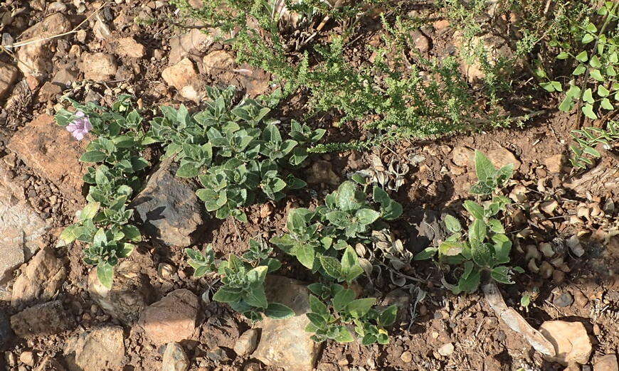 Plancia ëd Ruellia cordata Thunb.