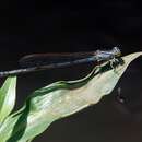 Pseudagrion gigas Schmidt ex Ris 1936 resmi