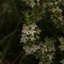 Image of Satureja montana subsp. montana