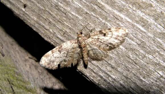 Слика од Eupithecia tantillaria Boisduval 1840