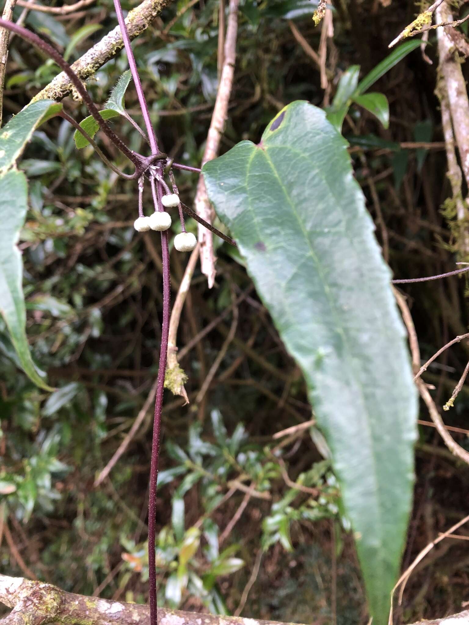 Image of Clematis henryi Oliv.