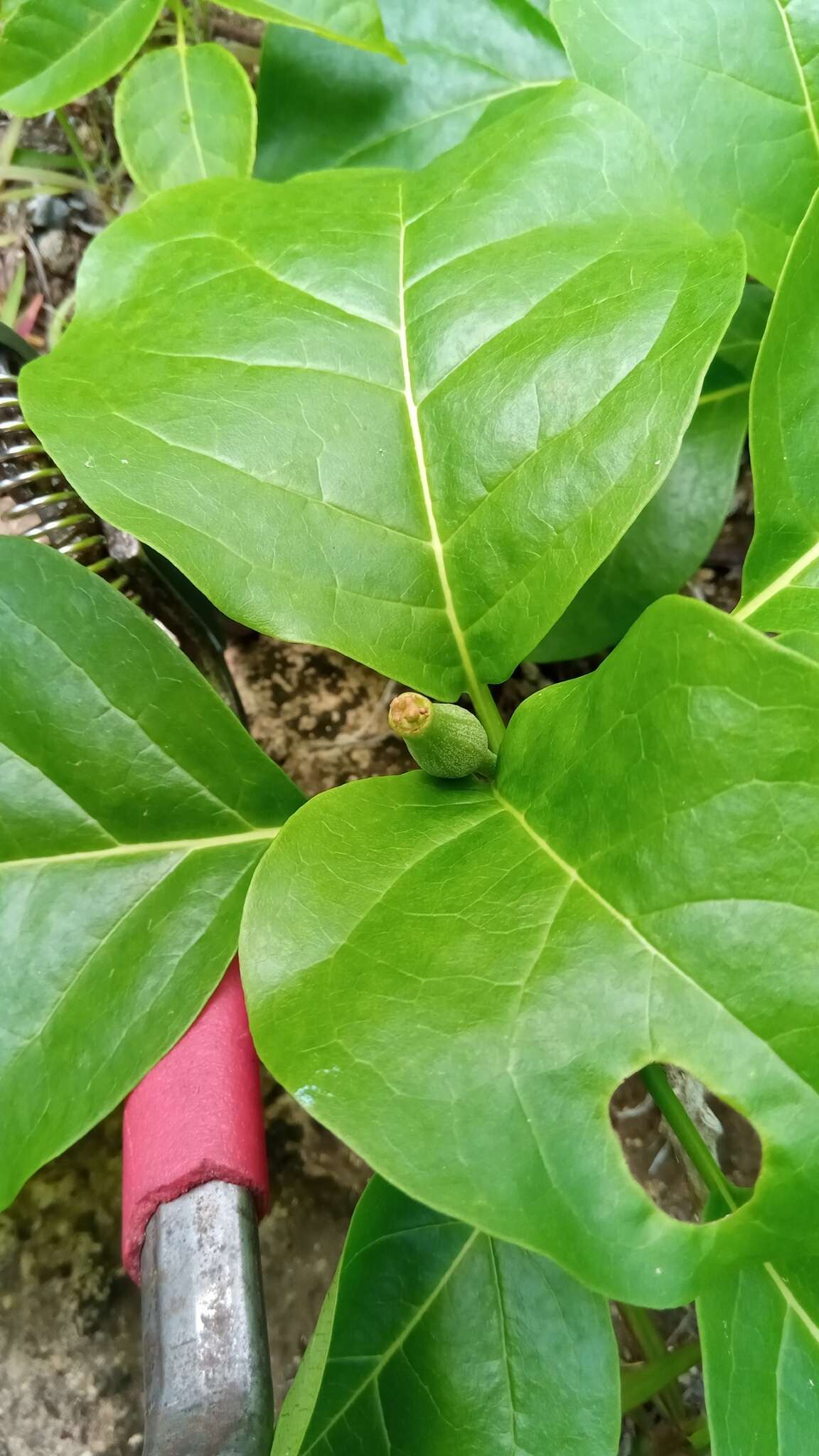 Image of Grevea madagascariensis Baill.