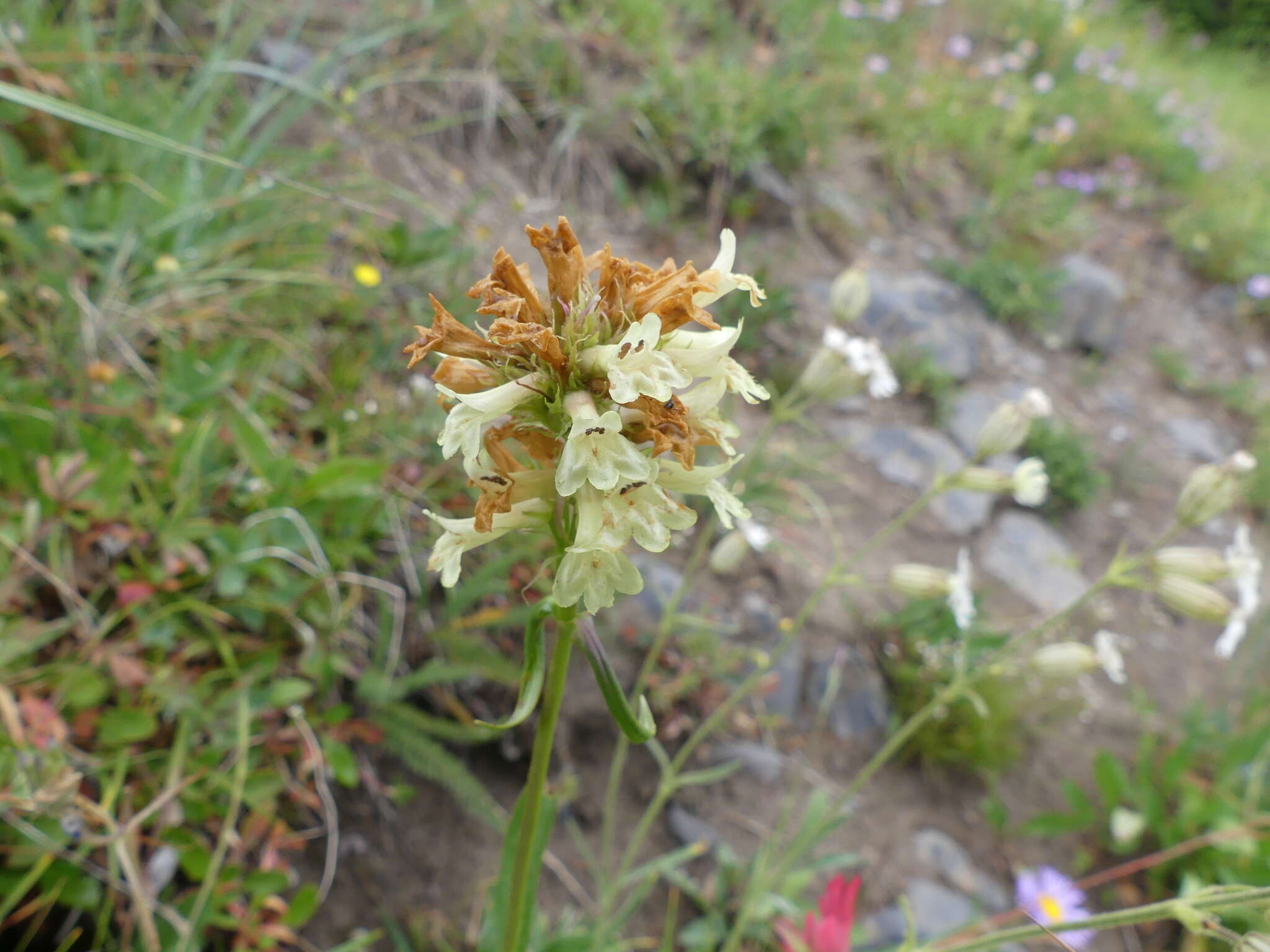 Image of yellow penstemon