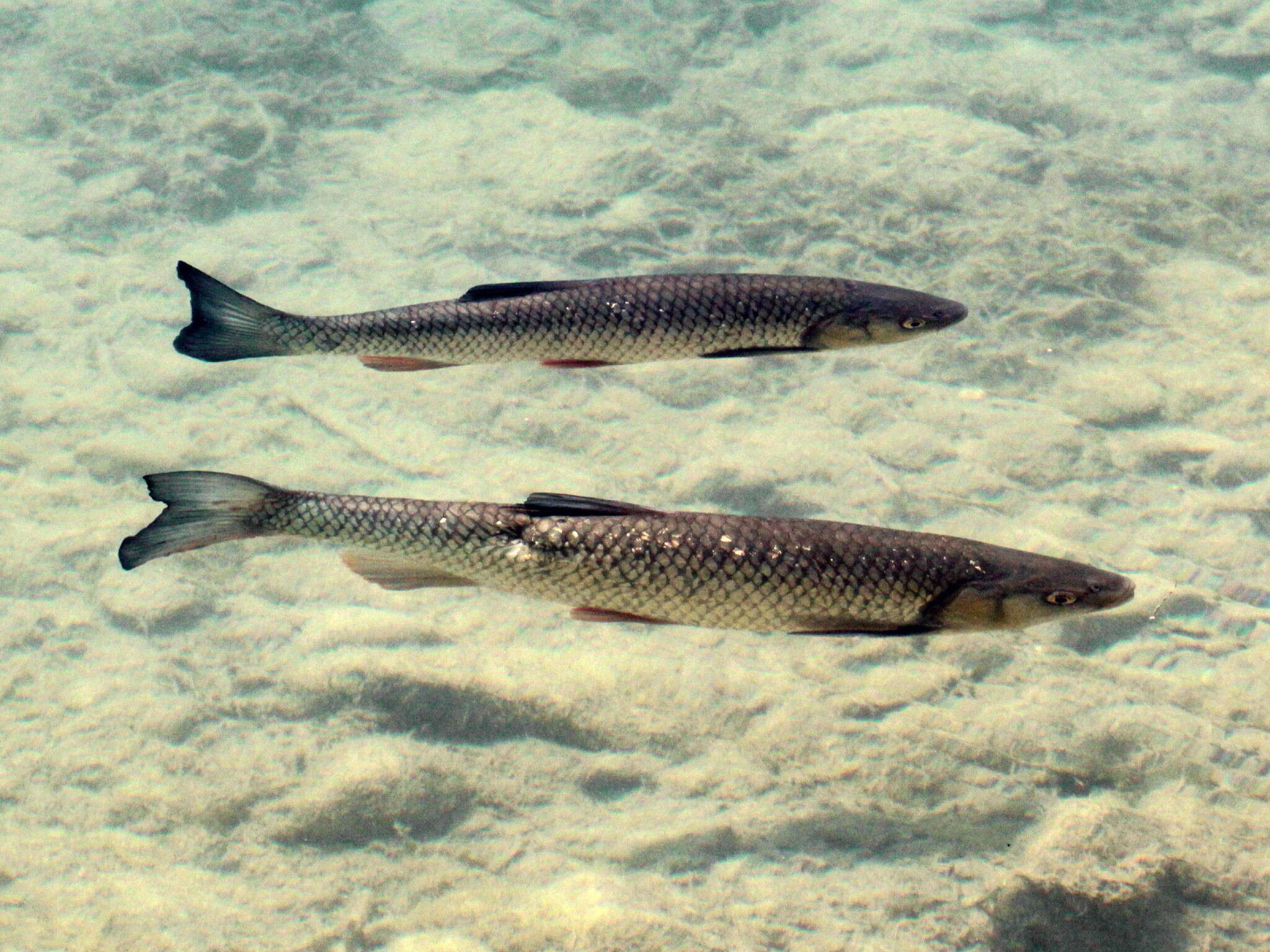 Image of European chub