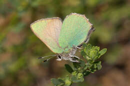 Image of Lotus Hairstreak