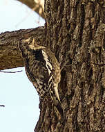 Image of Sapsucker