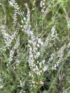 Image of Astragalus melilotoides Pall.