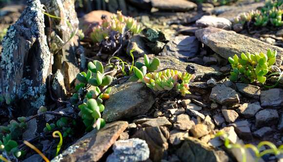 Image of Hallianthus planus (L. Bol.) H. E. K. Hartm.