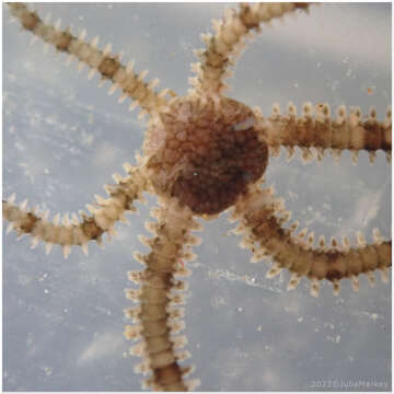 Image of Savigny's brittle star