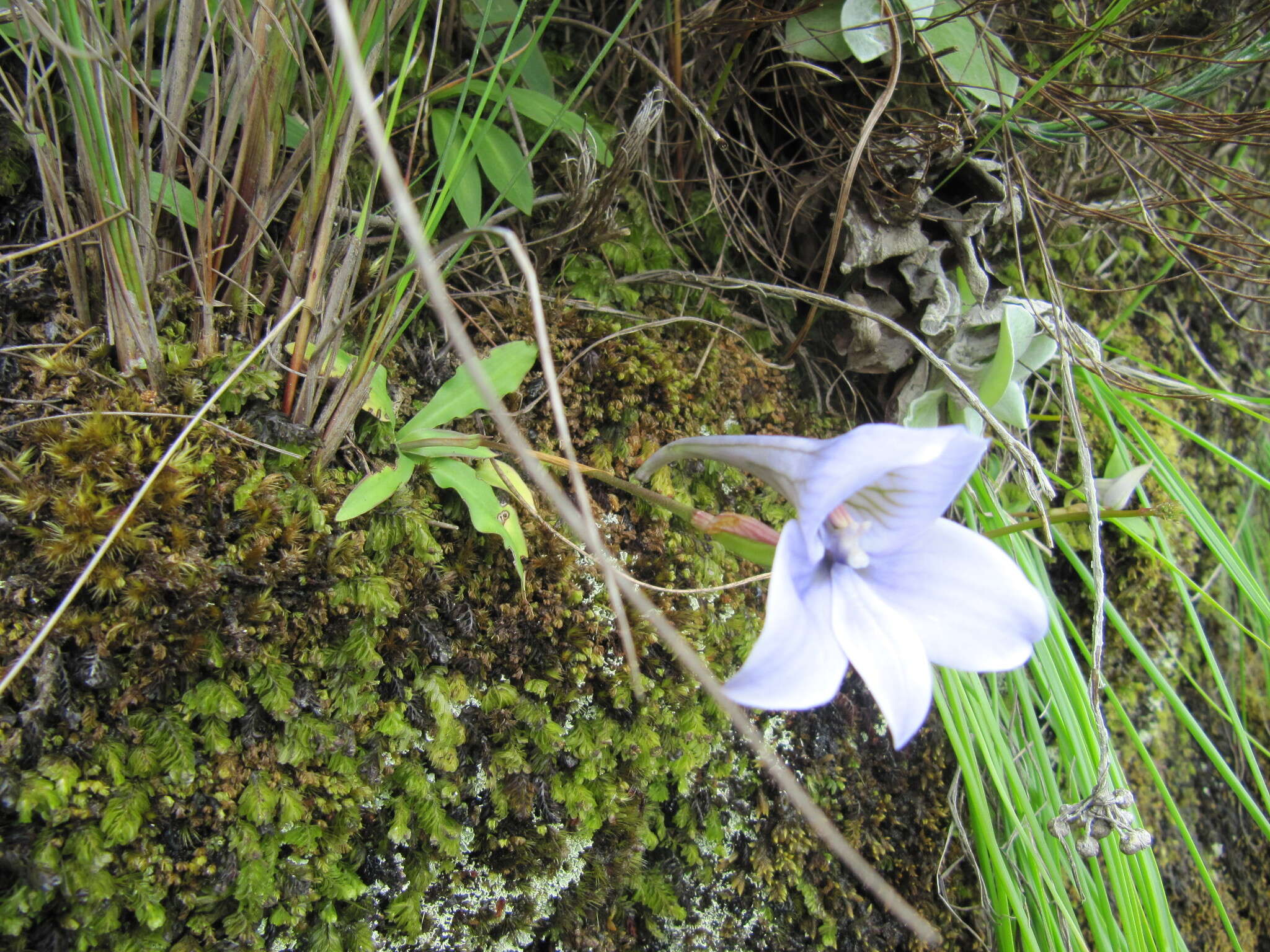 Image of Disa longicornu L. fil.