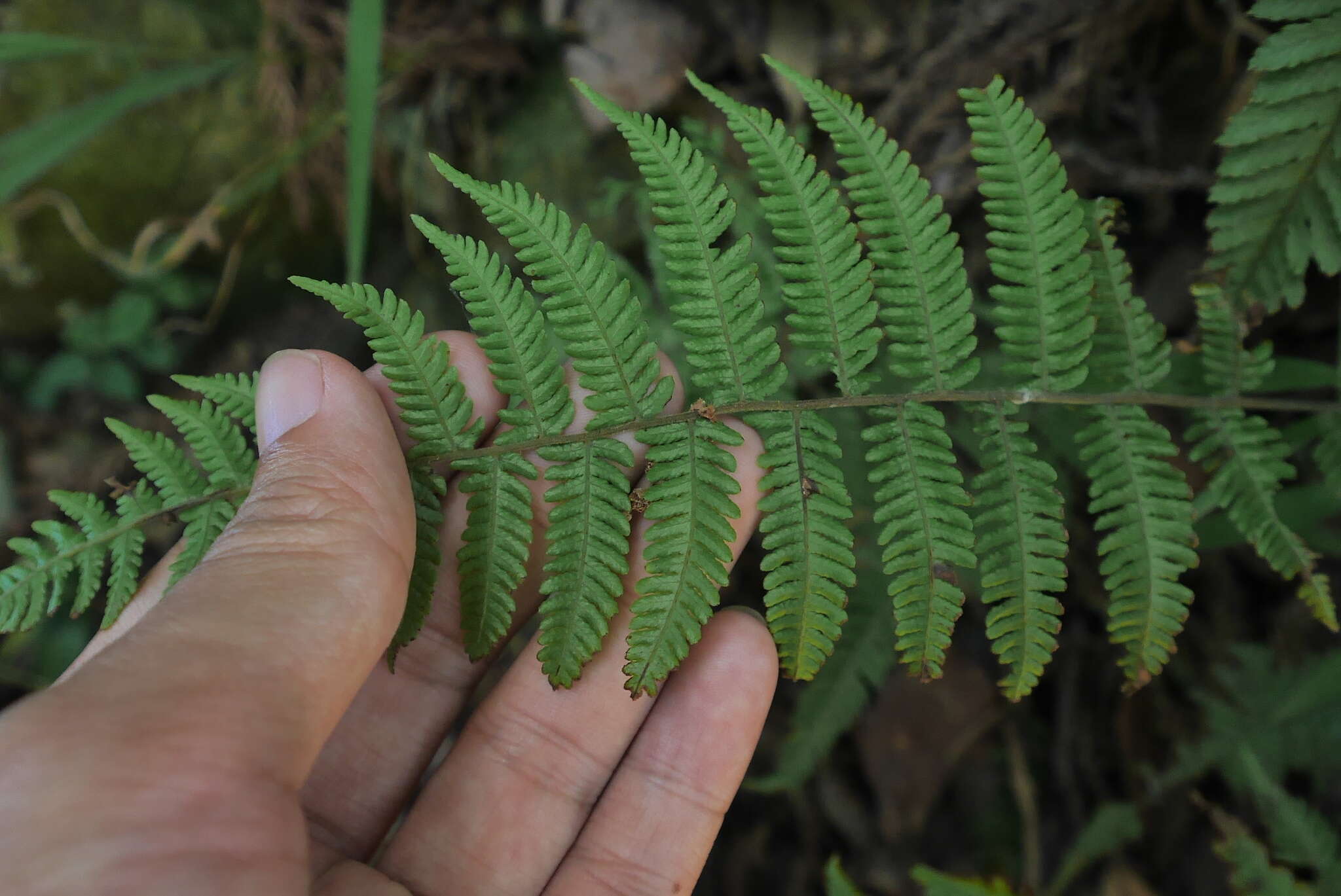 Imagem de Amauropelta glanduligera