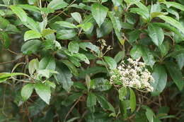 Olearia argophylla (Labill.) F. Müll. resmi