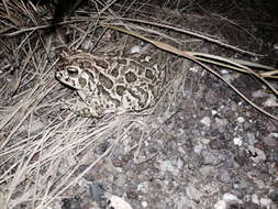 Image of Great Plains Toad