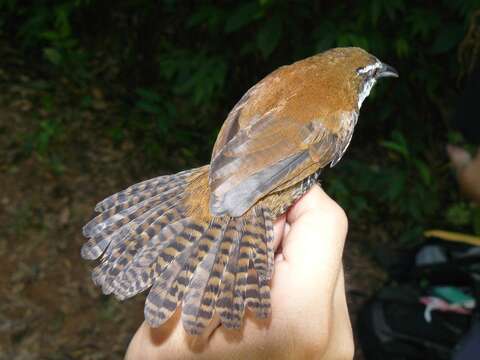 Image of Black-bellied Wren