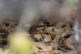 Image of Cerralvo Island Whiptail