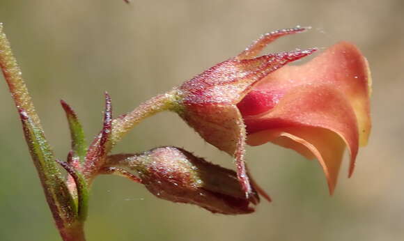 Plancia ëd Hermannia filifolia L. fil.