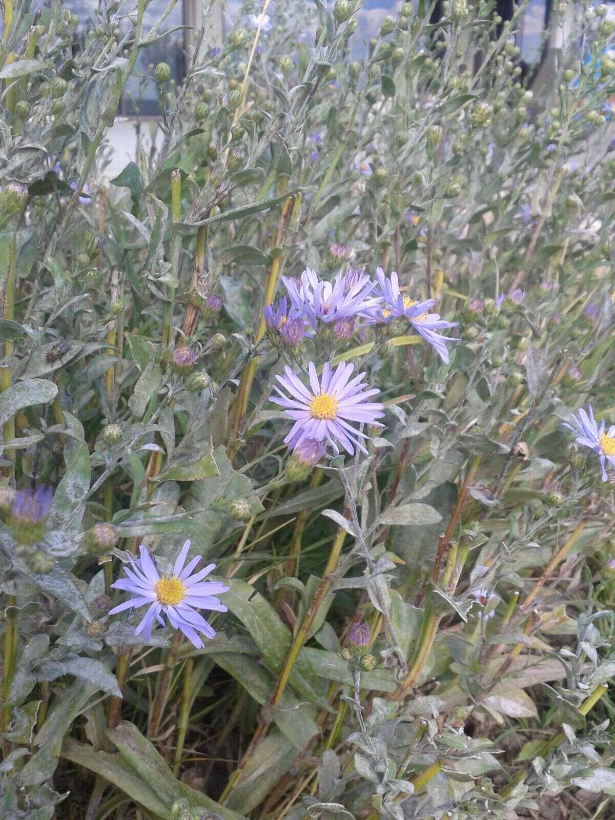 Image of Geyer's aster