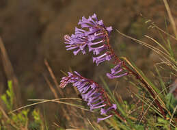 Image of Wulfenia orientalis Boiss.