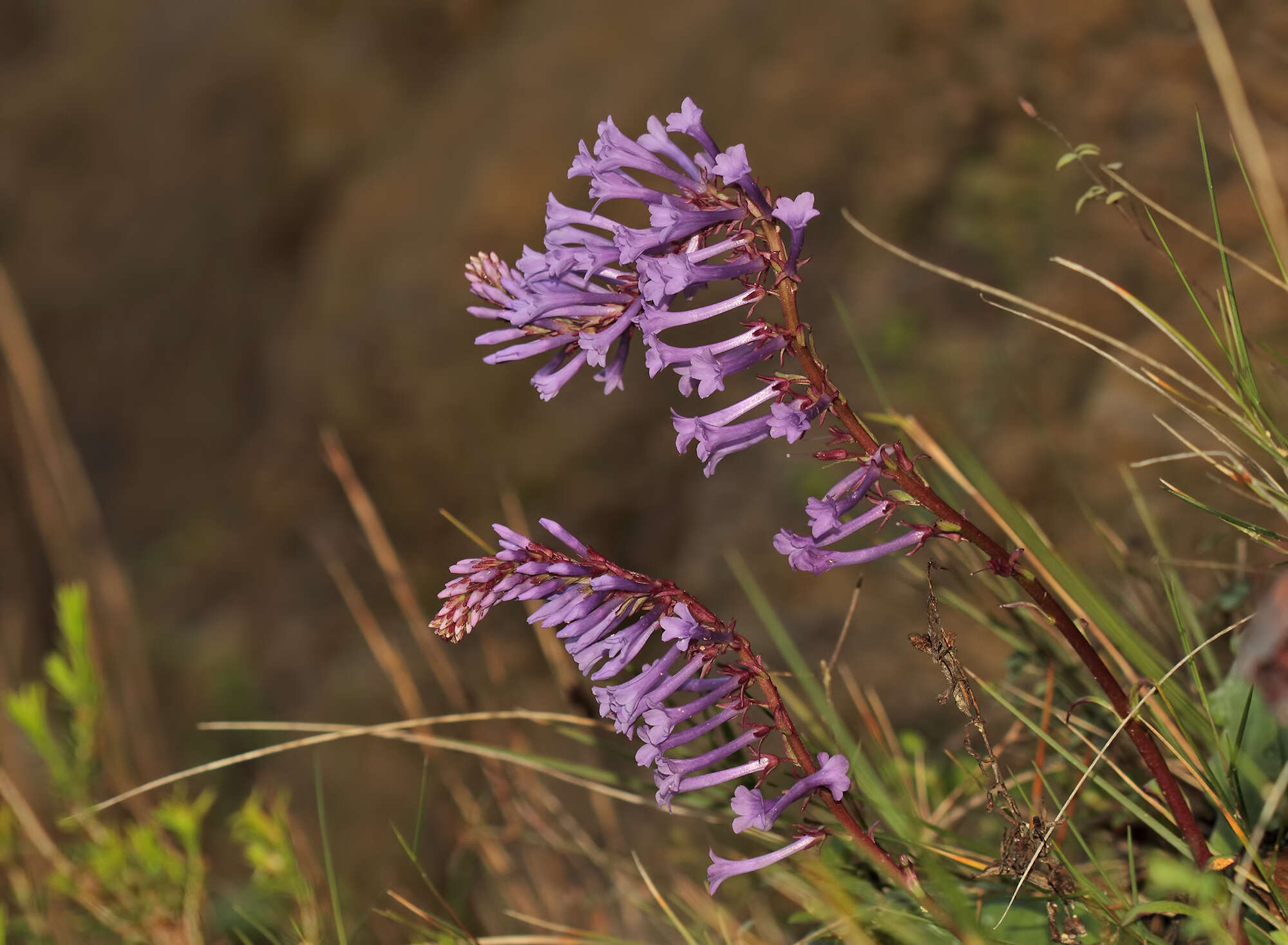 Слика од Wulfenia orientalis Boiss.