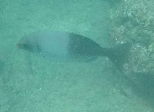 Image of Hawaiian chub