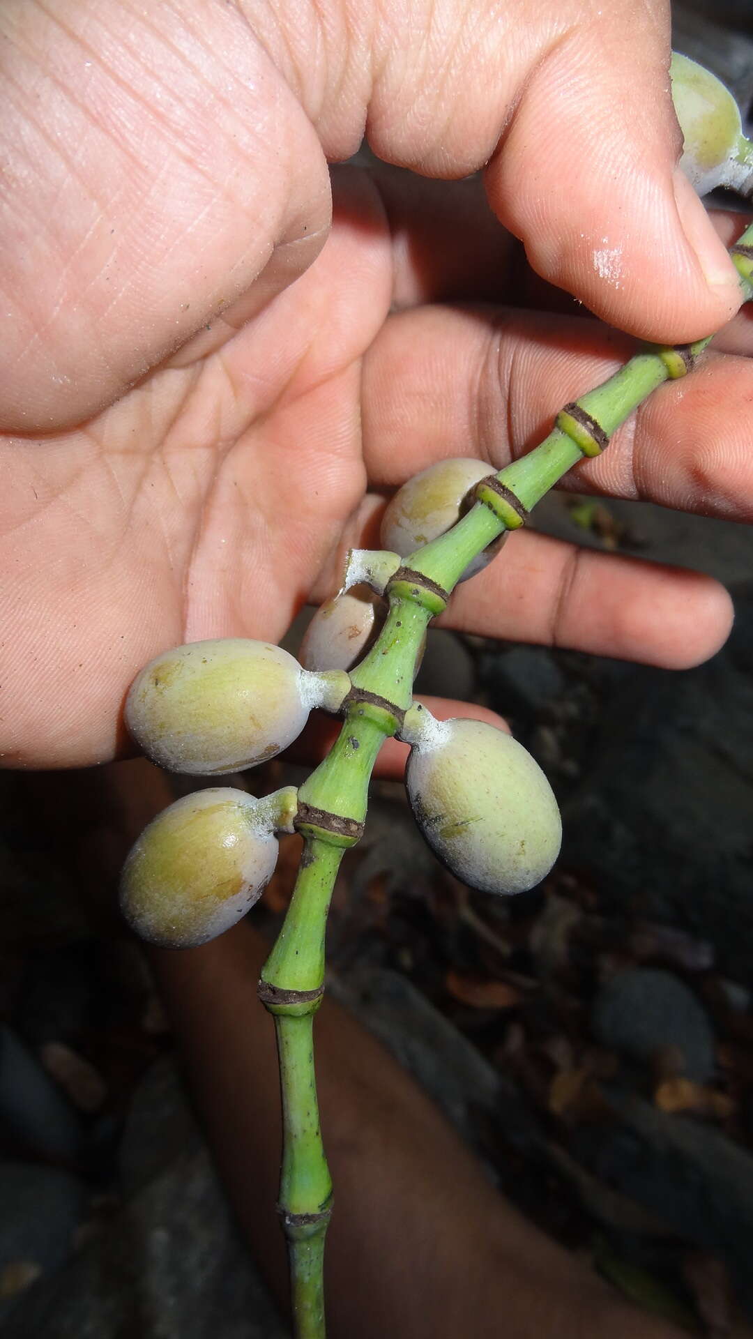 Image of Gnetum edule (Willd.) Blume