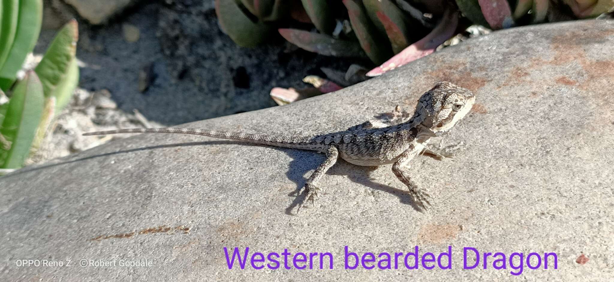 Image of Dwarf Bearded Dragon