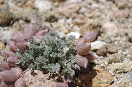 Imagem de Astragalus platytropis A. Gray