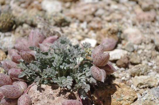 Sivun Astragalus platytropis A. Gray kuva