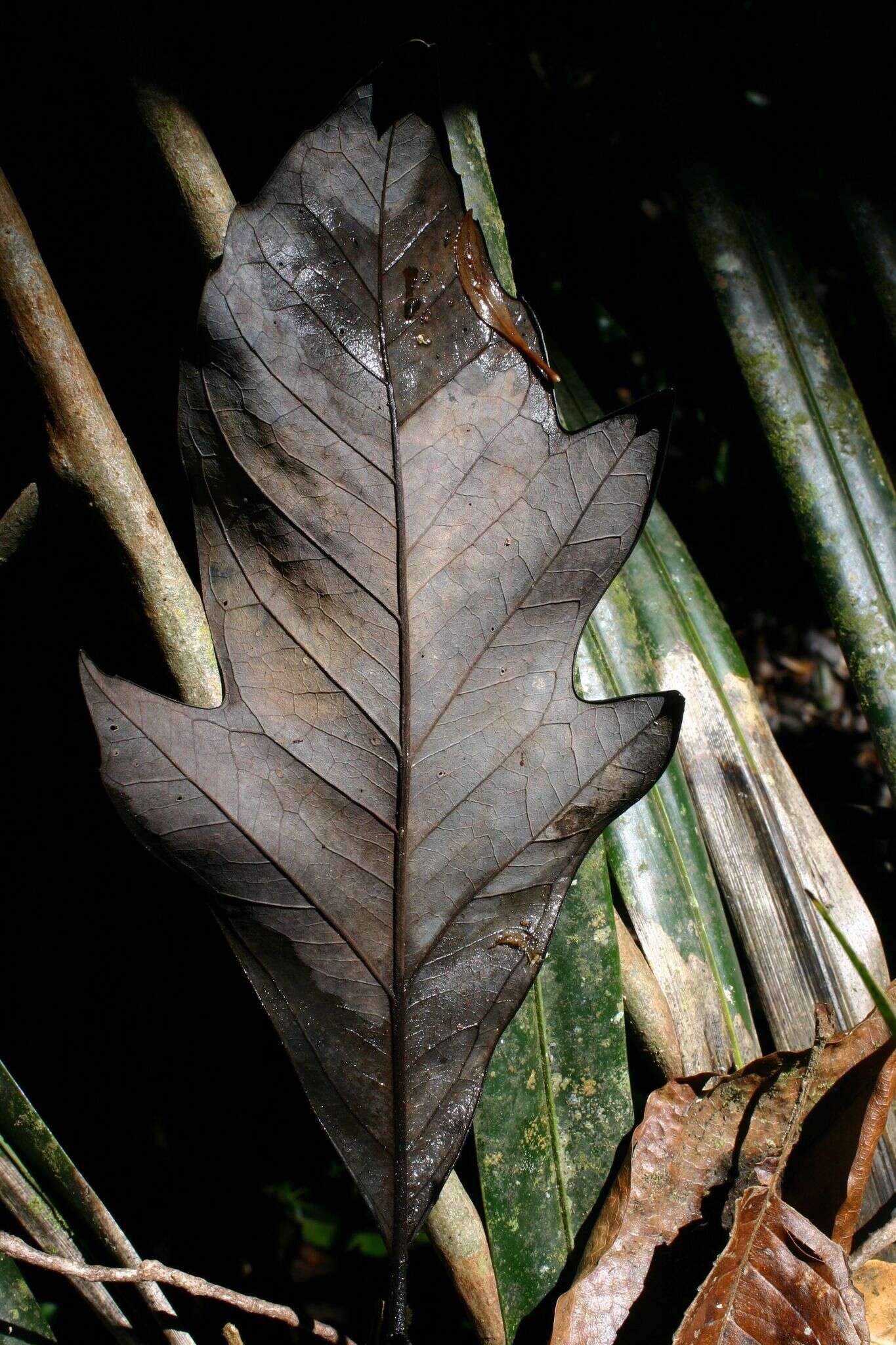 Image of Athertonia diversifolia (C. T. White) L. A. S. Johnson & B. G. Briggs