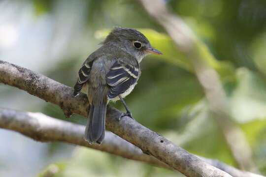 Image of Least Flycatcher