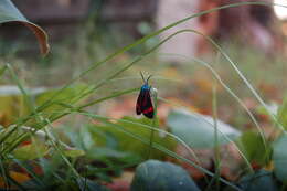 Image of Cyanopepla jucunda Walker 1854