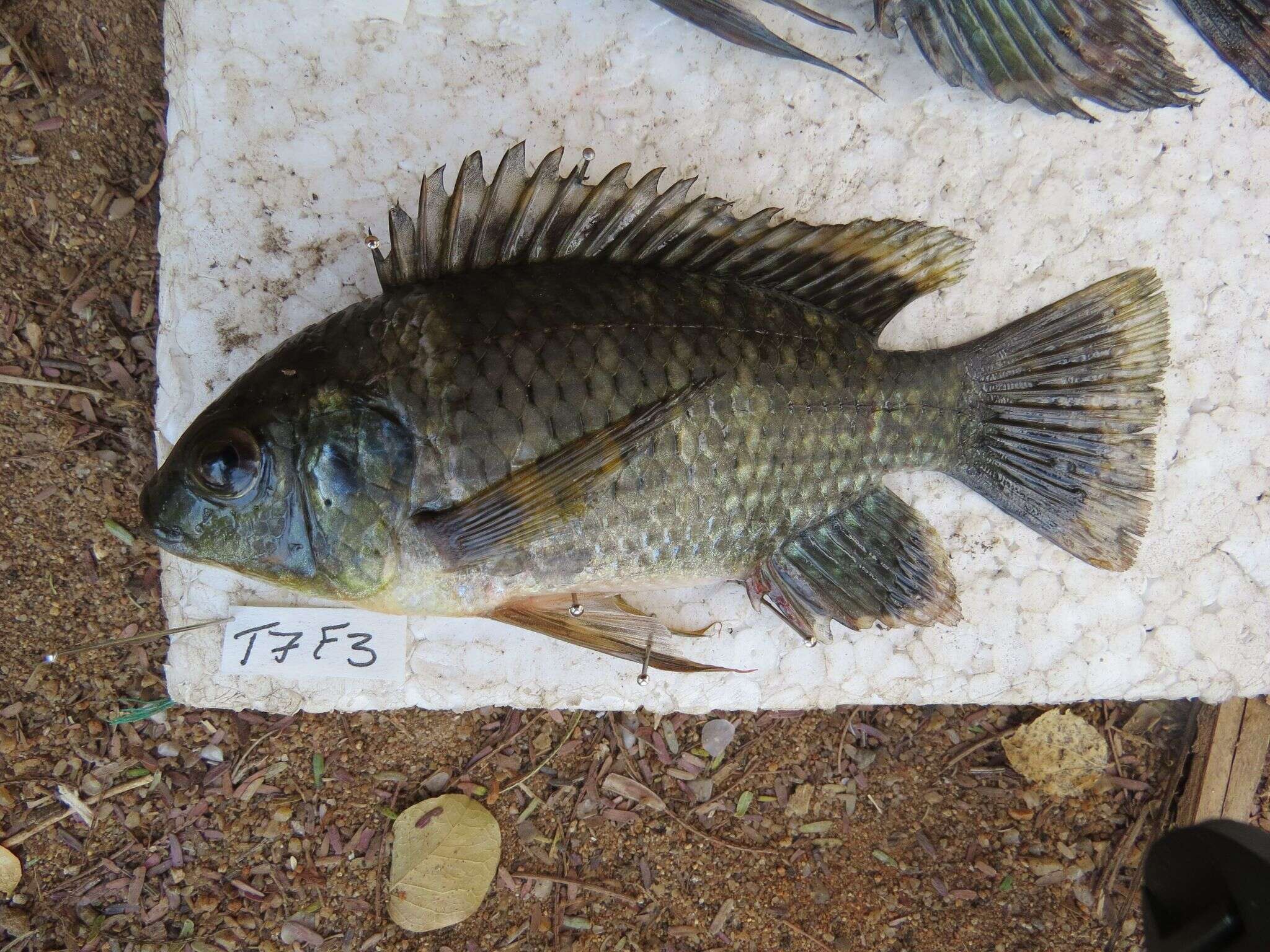 Image de Oreochromis leucostictus (Trewavas 1933)