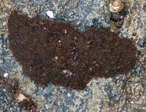 Image of Red algae